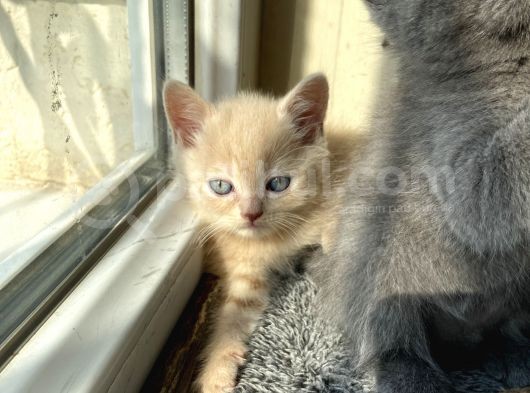 Golden 1.5 Aylık Erkek görsel