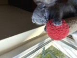 1.5 Aylık Scottish Fold Dişi