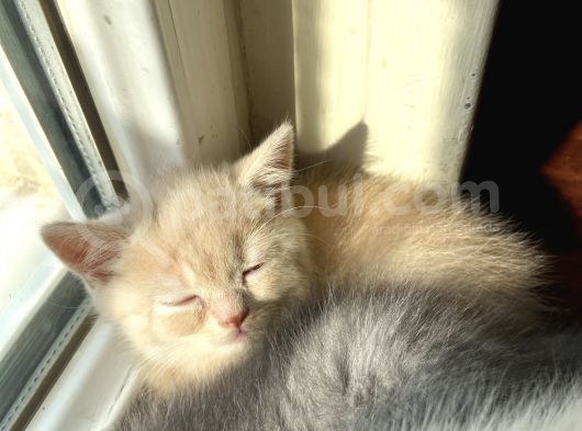 Golden 1.5 Aylık Erkek görsel