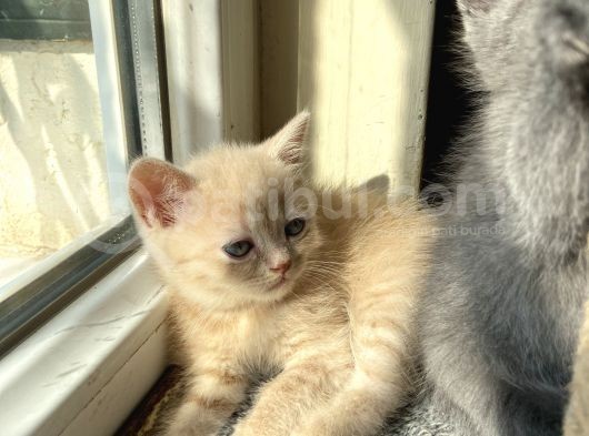 Golden 1.5 Aylık Erkek