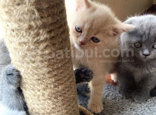 Golden 1.5 Aylık Erkek görsel