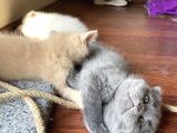 1.5 Aylık Scottish Fold Dişi