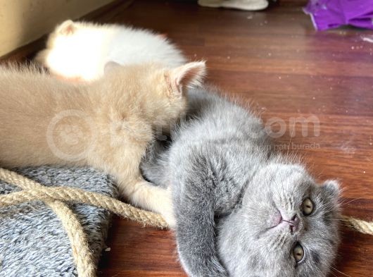 1.5 Aylık Scottish Fold Dişi görsel