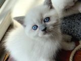 British Blue Point 1.5 Aylık 2 Tane Kızım Var
