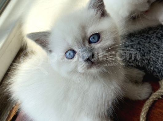 British Blue Point 1.5 Aylık 2 Tane Kızım Var