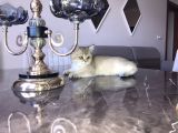 British Shorthair Erkek 
