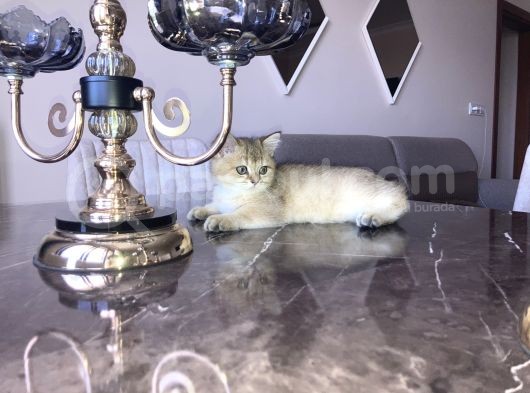 British Shorthair Erkek  görsel