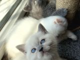 British Blue Point 1.5 Aylık 2 Tane Kızım Var