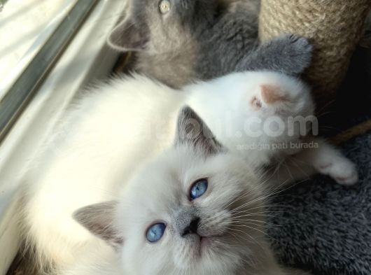 British Blue Point 1.5 Aylık 2 Tane Kızım Var görsel