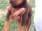 King Doberman Yavruları Mama Ve Malzeme Kampanyalı