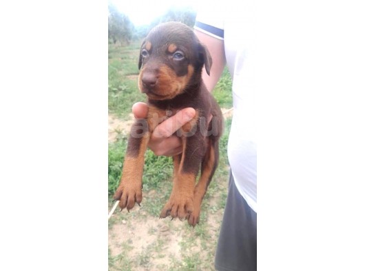 King Doberman Yavruları Mama Ve Malzeme Kampanyalı görsel