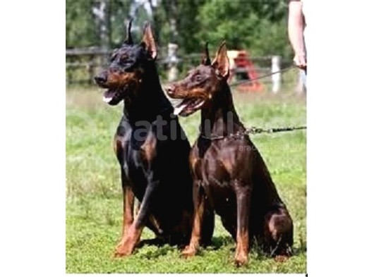 King Doberman Yavruları Mama Ve Malzeme Kampanyalı görsel