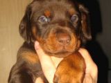 King Doberman Yavruları Mama Ve Malzeme Kampanyalı