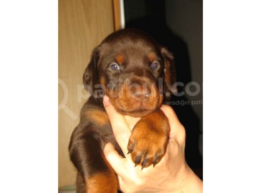 King Doberman Yavruları Mama Ve Malzeme Kampanyalı görsel