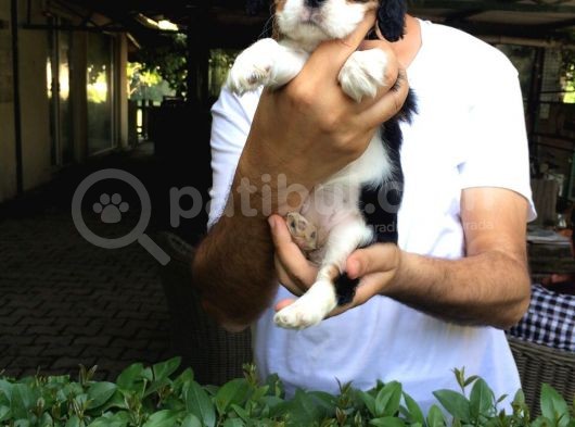 Cavalier King Charles Yavruları Mama Ve Malzeme Kampanyali görsel