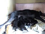 King Doberman Yavruları Mama Ve Malzeme Kampanyalı