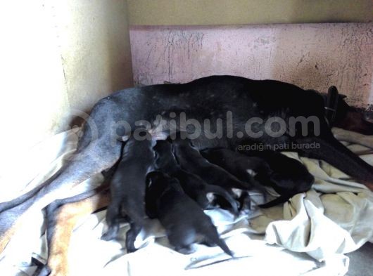 King Doberman Yavruları Mama Ve Malzeme Kampanyalı görsel