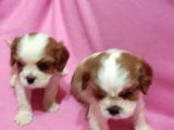 Cavalier King Charles Yavruları Mama Ve Malzeme Kampanyali