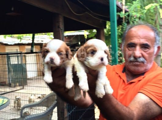 Cavalier King Charles Yavruları Mama Ve Malzeme Kampanyali görsel