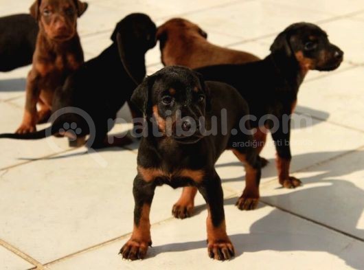King Doberman Yavruları Mama Ve Malzeme Kampanyalı görsel