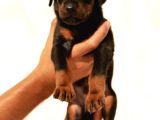 King Doberman Yavruları Mama Ve Malzeme Kampanyalı