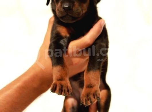King Doberman Yavruları Mama Ve Malzeme Kampanyalı görsel
