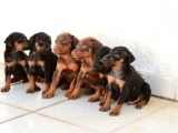 King Doberman Yavruları Mama Ve Malzeme Kampanyalı
