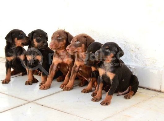 King Doberman Yavruları Mama Ve Malzeme Kampanyalı