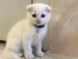 Disi Erkek Yavrular Teslime Hazir