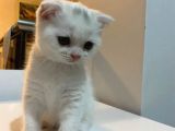 Disi Erkek Yavrular Teslime Hazir