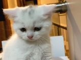 Disi Erkek Yavrular Teslime Hazir