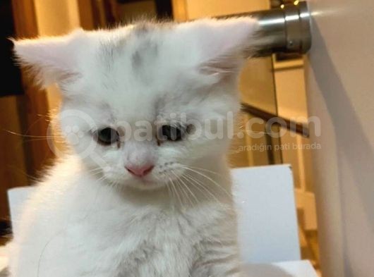 Disi Erkek Yavrular Teslime Hazir görsel