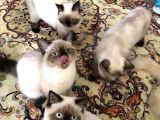 Disi Erkek Yavrular Teslime Hazir