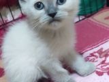 Show Kalite Bluepoint Bebekler