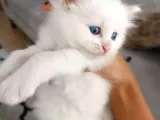 Disi Erkek Yavrular Teslime Hazir