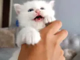Disi Erkek Yavrular Teslime Hazir