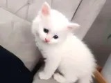 Disi Erkek Yavrular Teslime Hazir