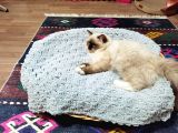 Yurtdışı Şecereli Erkek Ragdoll Yavru Kedi