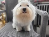 Maltese Yavru (Bursa Köpek Okulu)