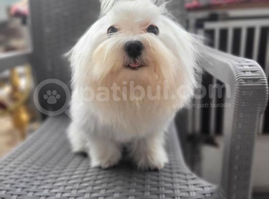 Maltese Yavru (Bursa Köpek Okulu) görsel