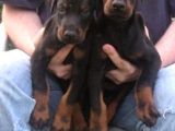King Doberman Yavruları Mama Ve Malzeme Kampanyalı