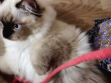 Yurtdışı Şecereli Erkek Ragdoll Yavru Kedi