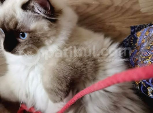 Yurtdışı Şecereli Erkek Ragdoll Yavru Kedi