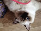 Yurtdışı Şecereli Erkek Ragdoll Yavru Kedi