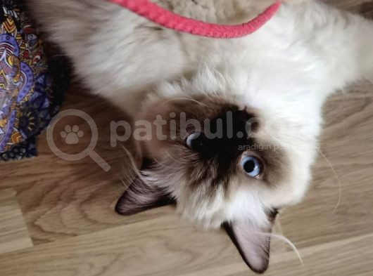Yurtdışı Şecereli Erkek Ragdoll Yavru Kedi görsel