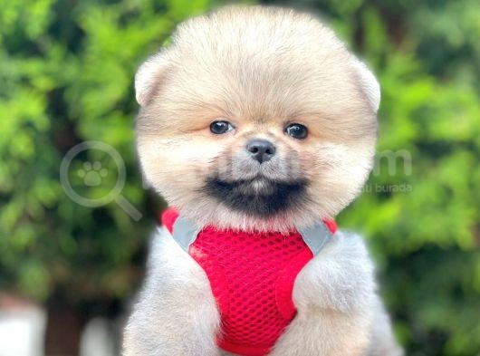 Teddy Bear Safkan Pomeranian Boo görsel