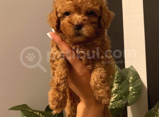 Karamelll.toypoodle ‘In Bebekleriii görsel