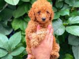 Muhteşem Red Toy Poodle Erkek Yavrularımız
