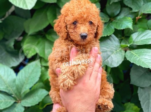 Muhteşem Red Toy Poodle Erkek Yavrularımız görsel