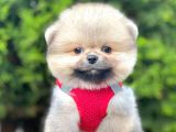 Teddy Bear Safkan Pomeranian Boo